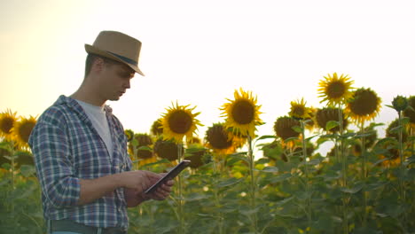 A-young-man-walks-across-a-field-with-large-sunflowers-and-writes-information-about-it-in-his-electronic-tablet.